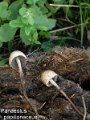 Panaeolus papilionaceus-amf1382-1